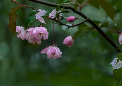 天气扁平矢量插画摄影照片_雨中海棠白天海棠花雨中海棠近景摄影图配图