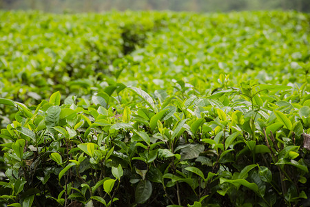 白天户外在春天里茂盛生长的茶园茶叶摄影图配图