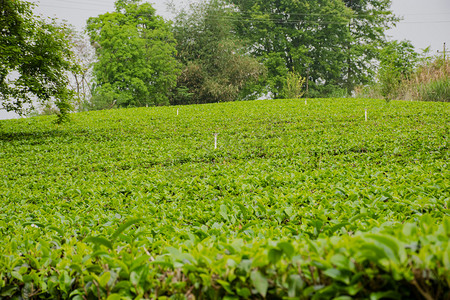白天户外山坡上的茶园茶叶茂盛生长摄影图配图