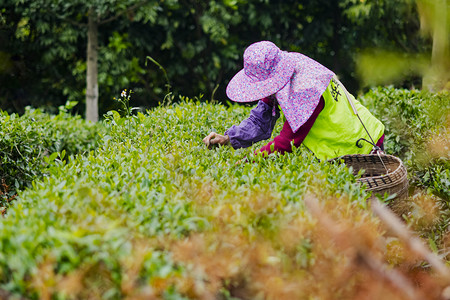 采摘工人摄影照片_白天户外一位员工在茶园里采摘茶叶摄影图配图