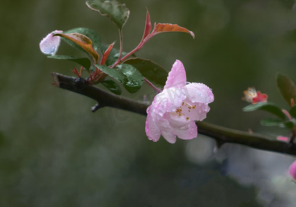 春雨摄影照片_春雨海棠白天海棠花下雨近景摄影图配图