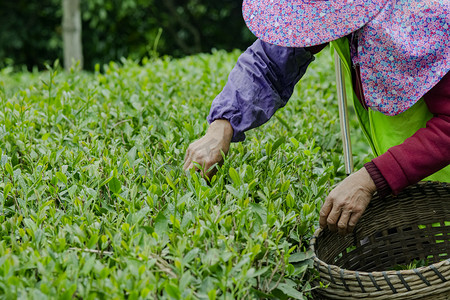 劳动最光荣摄影照片_户外白天一位工人在茶园采茶摄影图配图