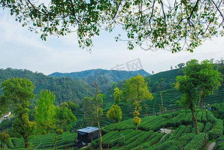 茶园下午茶园茶山爬山摄影图配图