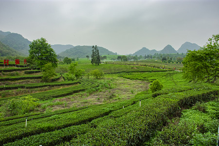 白天户外辽阔的茶园茶叶在春天里生长摄影图配图