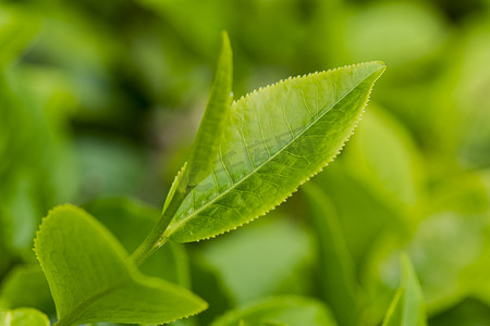 户外白天茶场的新鲜茶叶在春天里生长摄影图配图
