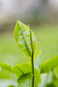 春游的摄影照片_白天户外新鲜的茶叶在春天里生长摄影图配图