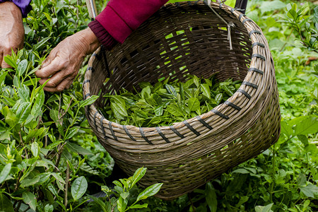 户外白天工人在茶场里摘茶摄影图配图