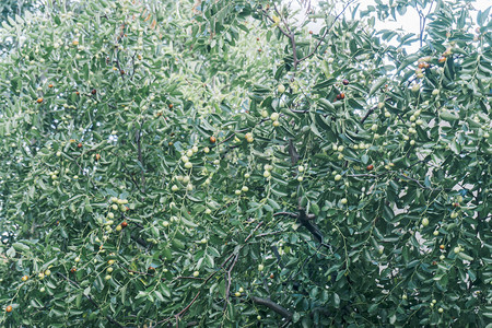 挂满枣树枝子青枣红枣摄影图配图