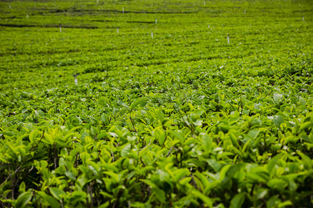 春游的摄影照片_白天户外山中的茶园茶叶在生长摄影图配图