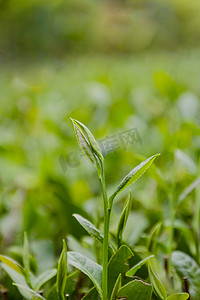 十二节气春游摄影照片_白天户外春天的茶叶在茶场里生长摄影图配图