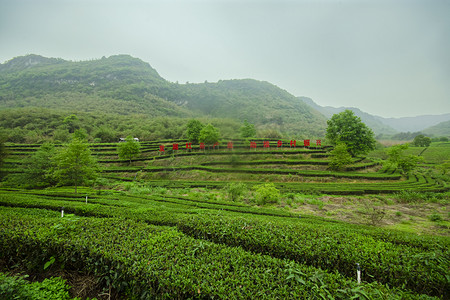 白天户外在山坡上的茶园茶叶茂盛生长摄影图配图