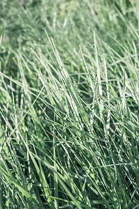 谷雨绿植摄影照片_清新绿色生长绿叶植被摄影图配图
