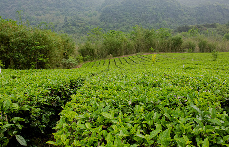白天户外山上的茶园茶叶在生长摄影图配图
