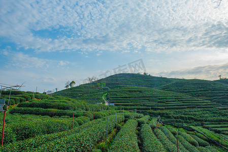 茶山下午茶园室外茶山摄影图配图