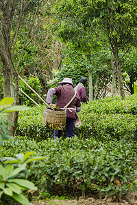 白天户外一位员工在茶场采摘茶叶摄影图配图
