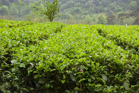 户外白天山坡上的茶园茶叶茂盛生长摄影图配图