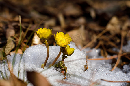 冰雪女神摄影照片_金盏花春天冰凌花冰雪开放摄影图配图