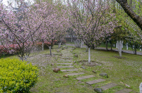 木本海棠春雨全景摄影图配图