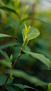 茶叶下午茶芽茶园欣赏摄影图配图