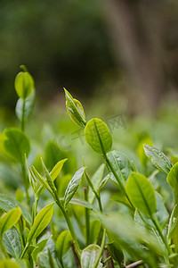 黄金芽茶叶摄影照片_白天户外春天的茶叶在茶园里生长摄影图配图