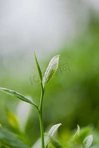 白天户外茶叶的嫩苗在春天生长摄影图配图