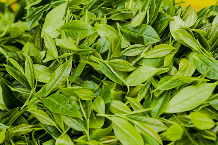 绿色春天图摄影照片_白天户外采摘的新鲜茶叶展示摄影图配图