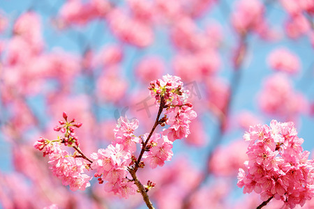 樱花春分花朵家里赏花摄影图配图