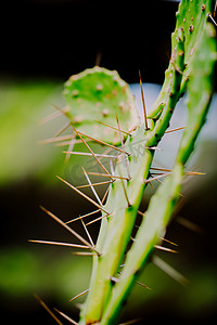 蚂蚁摄影照片_微距药用植物