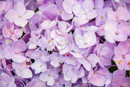 花朵植物盆栽摄影照片_粉色绣球花早晨绣球花室外静物摄影图配图