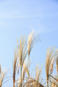 大自然的天空和芦苇草