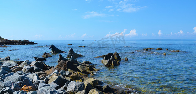 海浪椰树摄影照片_阳光海水自然风光