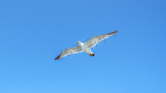 海鸟摄影照片_海鸟飞翔上午海鸟夏季素材摄影图配图