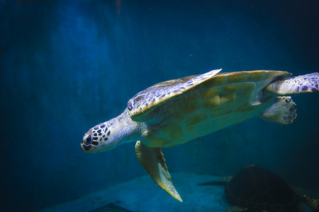 海族馆里的海龟