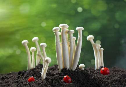 船和船组图标摄影照片_春天春季蘑菇菌菇健康生活方式摄影图配图