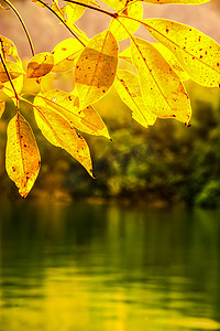 户外摄影一片金黄色树叶