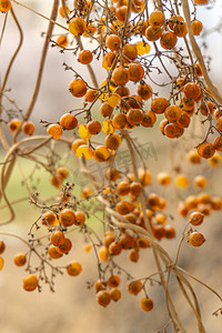 春季生长藤蔓黄色圆球果实摄影图配图