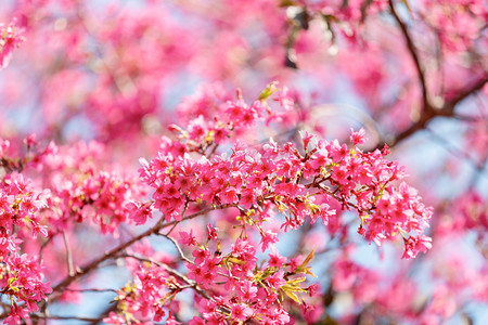 樱花春分花公园开花赏花摄影图配图