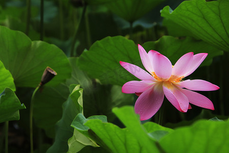 夏季莲蓬与荷花