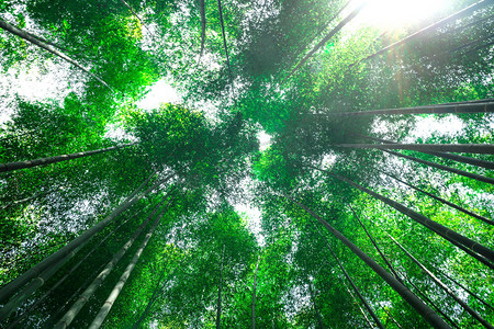 树木树林摄影照片_绿色树木树林