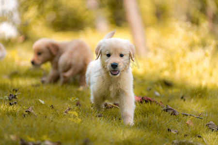 金毛寻回猎犬幼犬摄影图片