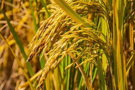 农作物背景摄影图片-农作物背景摄影作品-千库网