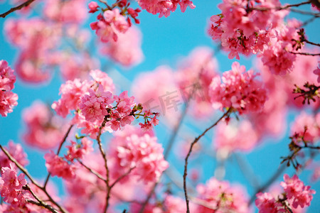 樱花背景图摄影照片_粉色樱花春天花公园开花摄影图配图