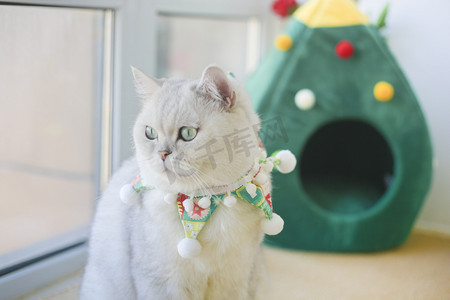 圣诞猫摄影照片_惬意午后圣诞装饰可爱萌宠猫咪