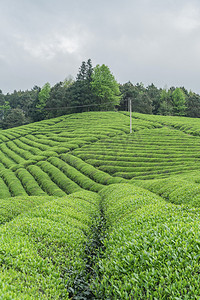 山摄影照片_户外茶园中午茶山无摄影图配图