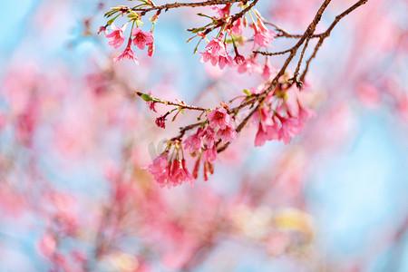 春季海报海报摄影照片_广州樱花春天花公园开花摄影图配图