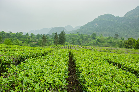 枝叶茂盛的大树摄影照片_白天户外山上的茶场茶叶在茂盛生长摄影图配图