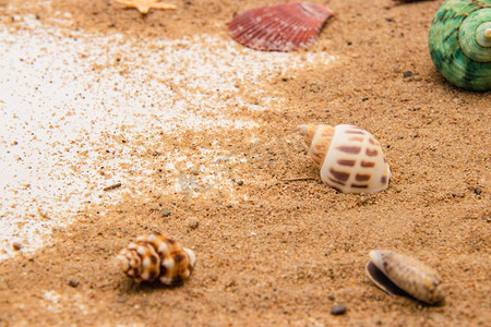 沙滩海边贝壳