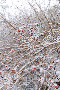 红果植物上的积雪