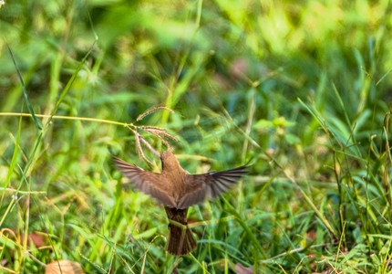 绿色草地小清新摄影照片_摄影草地觅食的绣眉鸟