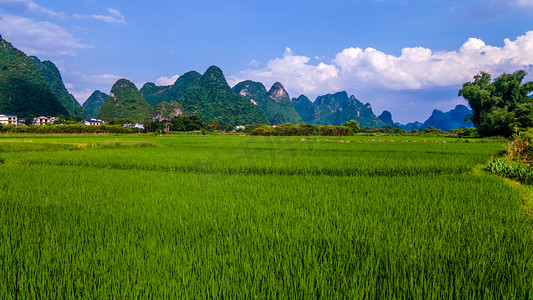 航拍稻田风景稻谷